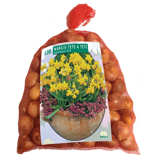 [09-302611] Narcis MINI TÊTE À TÊTE - 100 pcs