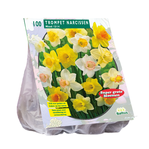 [09-302618] Narcis Trompet Mix - 100 st