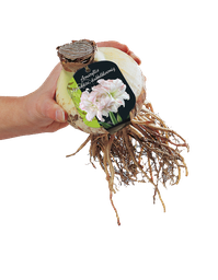 [09-317030] Amaryllis, Wit (steeketiket) - 1st