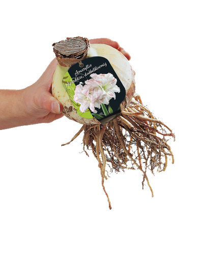 [09-317030] Amaryllis BLANC - 1 pc