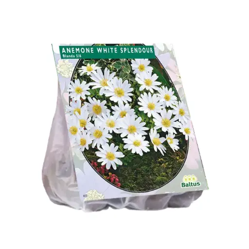 [09-300190] Anemone BLANDA WHITE - 30 pc