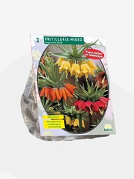[09-300670] Fritillaria Imperialis MIX - 3 pc