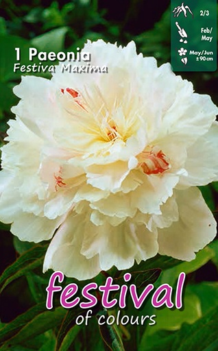 [09-200635] Pivoine FESTIVA MAXIMA - 1 pc