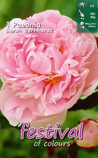[09-200637] Pivoine SARAH BERNHARDT - 1 pc