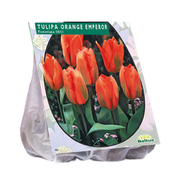 [09-302290] Tulipa ORANGE EMPEROR - 20 pcs