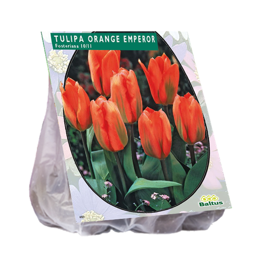 [09-302290] Tulipa Organge Emperor - 20 st