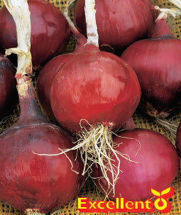 Oignon à planter hiver BLOEDRODE/RED KARMEN - ca. 500 g