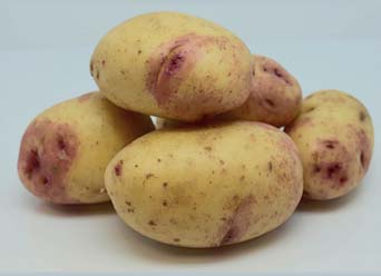 Aardappelpootgoed CAROLUS klasse A 28/35