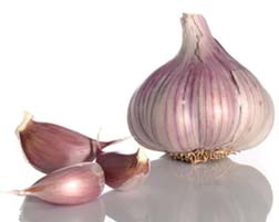 Knoflook GAYANT
