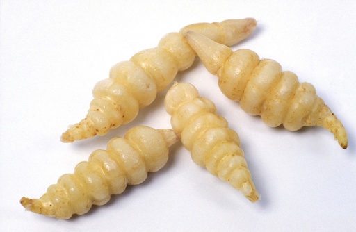 [07-007380] CROSNE of JAPANSE ANDOORNKNOL - ca. 50 g