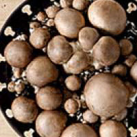 [07-009881] Champignon BRUINE