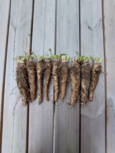 [07-009900] Witloofwortels - ca 20 kg (ca 100 stuks)