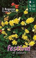 [09-200440] Begonia pendula GEEL - 3 st