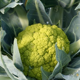 [24-002090] Gekleurde bloemkool bio VERDE DI MACERATA - ca 80 z