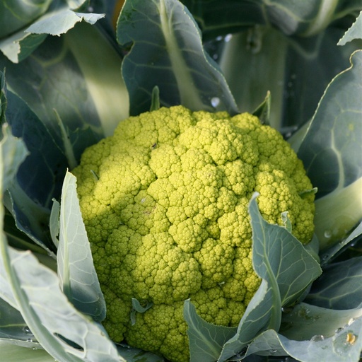 [24-002090] Gekleurde bloemkool bio VERDE DI MACERATA - ca 80 z