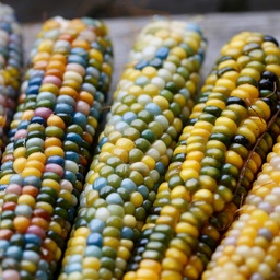 [24-002064] Mais de pop-corn bio GLASS GEM - ca 50 s