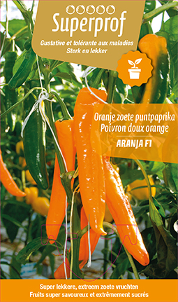 [MR-7185] Oranje puntpaprika Aranja F1 - 1 plantje