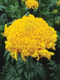 [04-006010] TAGETES ERECTA 'MISSION GIANT' YELLOW,ca. 100 zaden