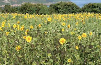 [05-009231] SOLEIL D'ÉTÉ - ca 10 kg