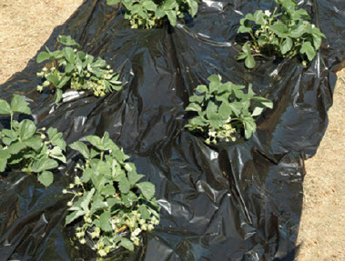 [12-007353] Mulchfolie - 1,2 x 10 m