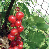 [12-009000] Filets d'oiseaux 22 mm / 8 m largeur - prix par mètre courant