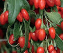 [08-006300] Gojibes lycium barbarum SWEET LIFEBERRY - 1 st