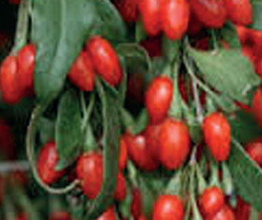 [08-006300] Baie goji lycium barbarum SWEET LIFEBERRY - 1 pc