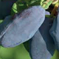 [08-006400] Baie au miel lonicera caerulea BLUE VELVET - 1 pc