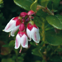 [08-007200] Rode bosbes FIRE BALLS - 1 st