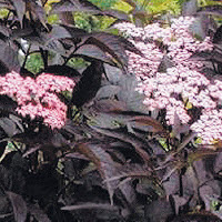 [08-008000] Sureau BLACK LACE - 1 pc