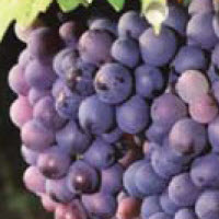 [08-005220] Wijndruiven MERLOT - 1 st