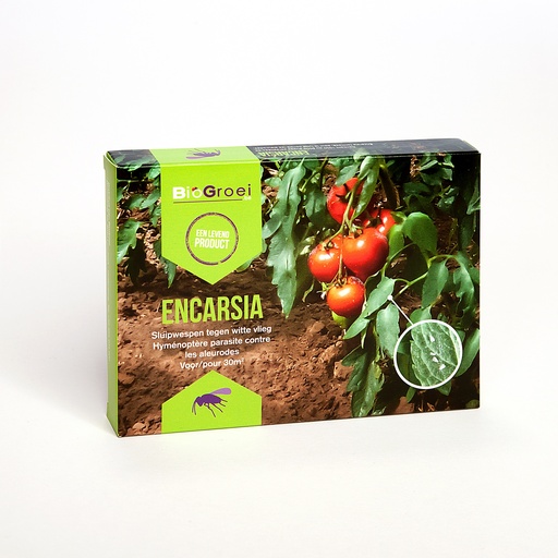 [15-008311] Les ennemis naturels lutte biologique contre la mouche blanche - 1000 chrysalides