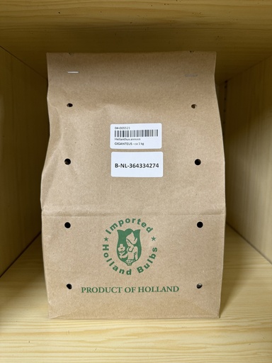 [04-005521] Helianthus annuus GIGANTEUS - ca 1 kg