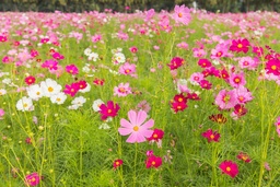 [04-042261] Lage COSMOS SENSATION MIX - ca 1 kg
