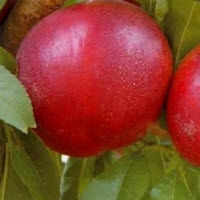 [08-003200] Nectarine NECTARED - 1 pc