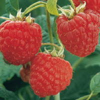 [08-004500] Framboises d'été TULAMEEN - 1 pc
