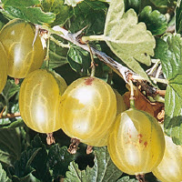 [08-006800] Groseilles à maquereau HINNONMAKI JAUNE - 1 pc