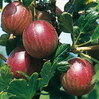 [08-006805] Kruisbessen HINNONMAKI ROOD - 1 st