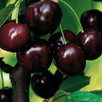 [08-003100] Cerises douces BIGARREAU BURLAT - 1 pc