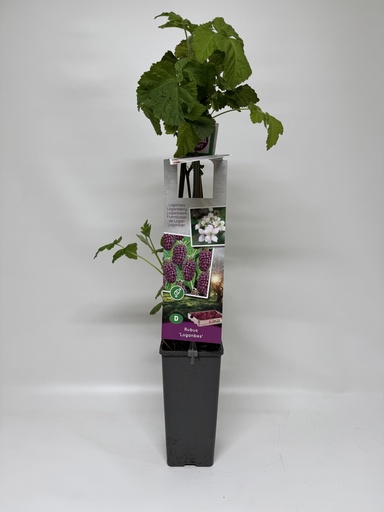 [08-004555] Braambes Thornless LOGANBERRY - 1 st