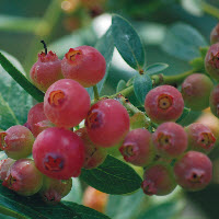 [08-006060] Blauwe bes PINK LEMONADE - 1 st - 10 l pot 