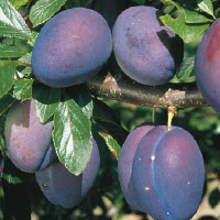 [08-003525] Prunes VALOR - 1 pc