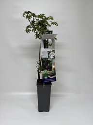 [08-006100] Braambes THORNLESS EVERGREEN - 1 st