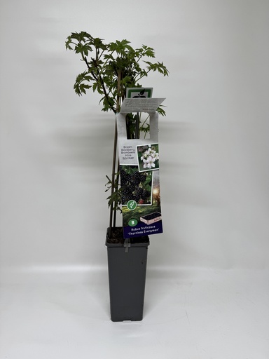 [08-006100] Braambes THORNLESS EVERGREEN - 1 st