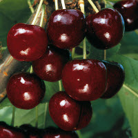 [08-003120] Cerises douces REGINA - 1 pc