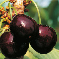 [08-003110] Cerises douces KORIDA - 1 pc