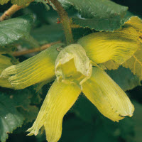 [08-009215] Noisettes WEBB'S PRIZE COB - 1 pc