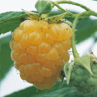 [08-004515] Framboises d'automne FALL GOLD - 1 pc