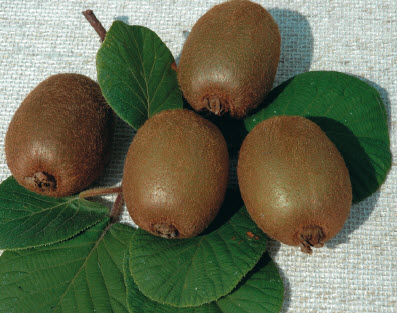 [08-005550] Kiwi ATLAS plante mâle - 1 pc
