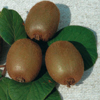 [08-005555] Kiwi HAYWARD plante femelle - 1 pc
